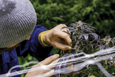 Adobe Stock 248718471 Fmt