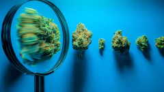 Cannabis Magnifyingglass Web