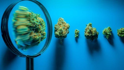 Cannabis Magnifyingglass Web