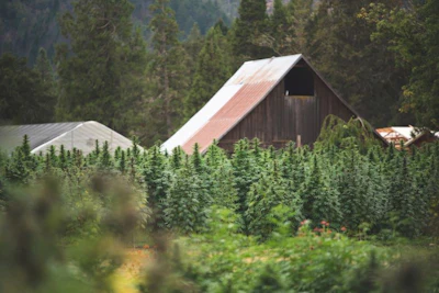 East Fork Cultivars Harvest 2022 Hemp 58 Web