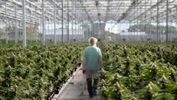 Tilray Aphria Leamington Flower