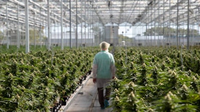 Tilray Aphria Leamington Flower
