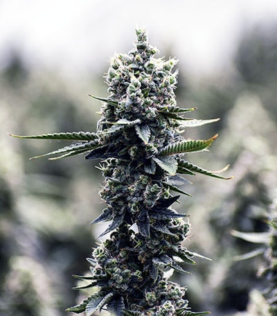 Buckeyebud