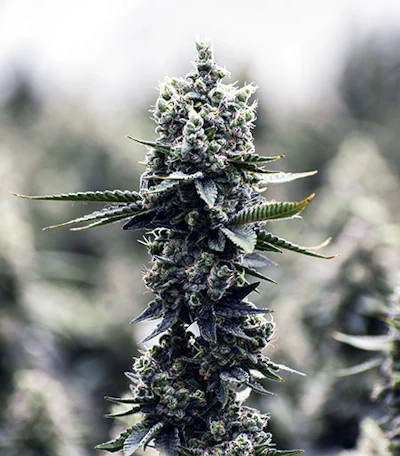 Buckeyebud