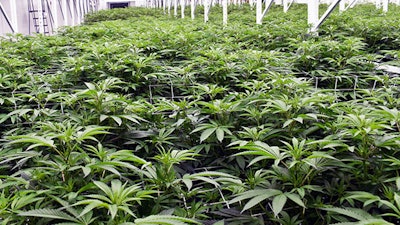 Buckeyeveg