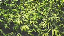 Cannabis Plants Adobe Stock Openrangestock Resized