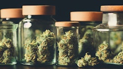 Cannajars Adobestock 542272918