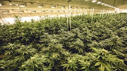 Photo courtesy of Jushi Holdings