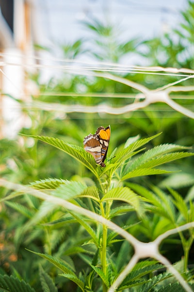 Stone Road Butterfly Resized