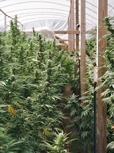 Stone Road Plants Resized