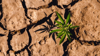Tomorrowincannabis
