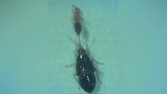 Bio Controls
