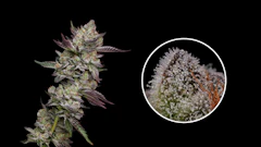 Poddy Mouth, bred by Humboldt Seed Company