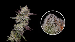 Poddy Mouth, bred by Humboldt Seed Company