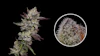 Poddy Mouth, bred by Humboldt Seed Company