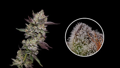 Poddy Mouth, bred by Humboldt Seed Company