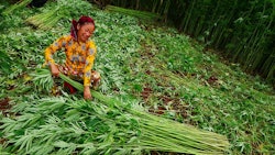 A woman sorts hemp in Vietnam's Ha Giang province.