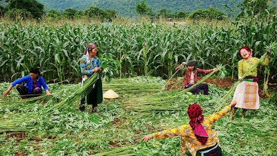 Hemp Vietnam Harvest