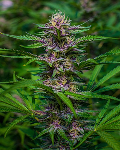 Huckleberryhill Hoop2cultivar Dsc2885