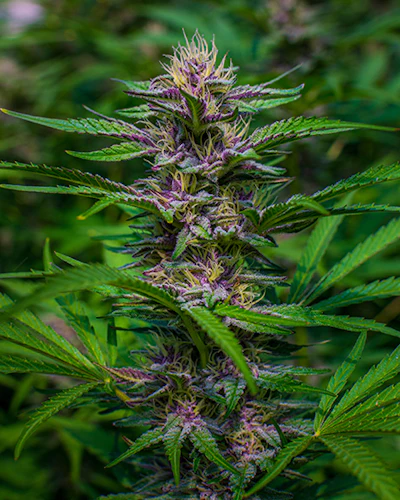 Huckleberryhill Hoop2cultivar Dsc2885