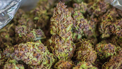 Huckleberryhill Nugs Dsc5506