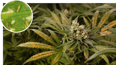 Arbico's beneficial insects helped Flower Shop USA combat its thrip and fungus gnat outbreaks, improving yield and quality.