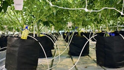 Morrow Cannabis Fertigation