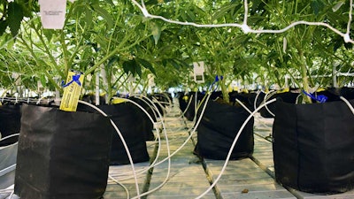 Morrow Cannabis Fertigation
