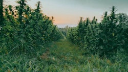 Courtesy of Modern Remedies