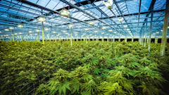 TerrAscend's 150,000-square-foot cultivation and processing facility in Boonton, N.J.