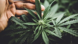 Adobe Stock 243970619 1 Fmt