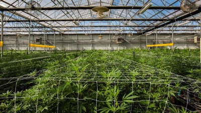 Greenhouse