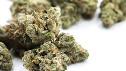 Nugs Adobestock 216716019