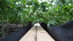 Fabric growing containers can increase aeration and can maximize root mass and nutrient uptake.