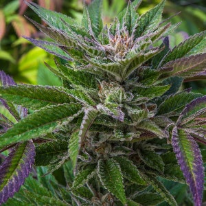 Rivercannabis