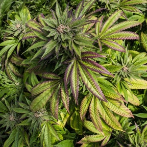 Rivercannabisplants