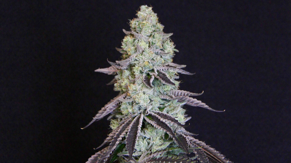 Lemon Snow Leopard | GenefinderOG
