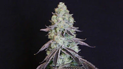 Lemon Snow Leopard | GenefinderOG