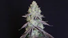 Lemon Snow Leopard | GenefinderOG