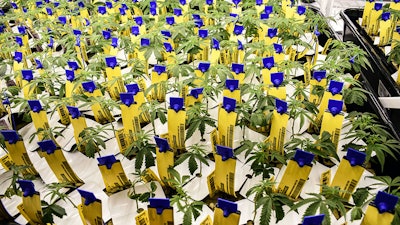 Clones Buckeye6
