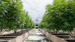 CULTA Outdoor Grow