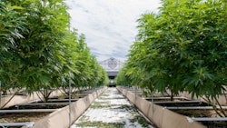 CULTA Outdoor Grow