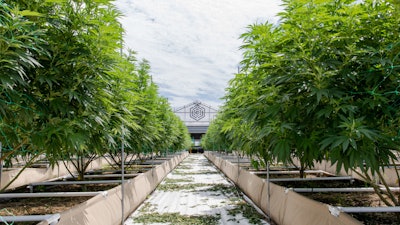 CULTA Outdoor Grow