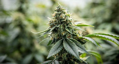 Fluence Flower Closeup