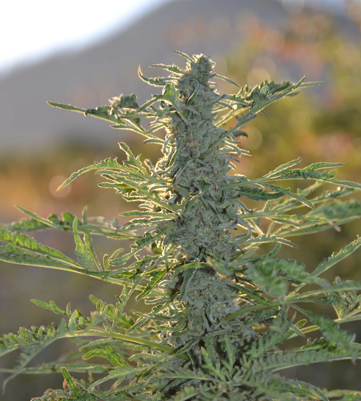 Capturing the Full Genetic Potential of Cannabis | Cannabis Business Times