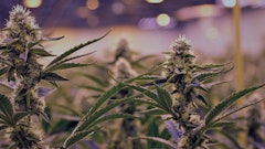 Klutch Cannabis Facility