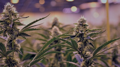 Klutch Cannabis Facility