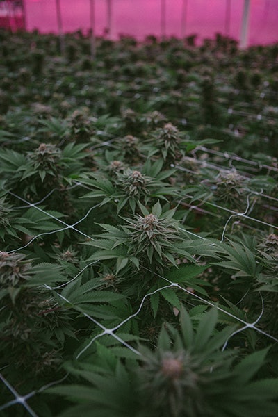 Posibl Photo Credit Ben Lalande 0012 Resized