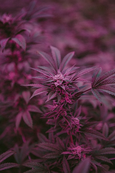 Posibl Photo Credit Ben Lalande 0017 Resized