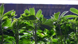 Prop5